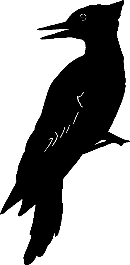 Wood Pecker Bird Birds Animal Animals Vinyl Decal Sticker 02