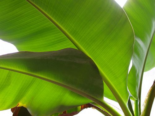 Spring TIme Vinyl Wall Decals 44