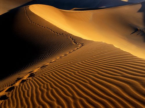 Sand and Deserts Vinyl Wall Graphics 12