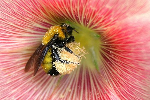 Flowers and Plants Vinyl Wall Art 019