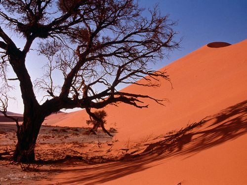 Sand and Deserts Vinyl Wall Graphics 30