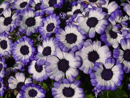 Flowers and Plants Vinyl Wall Art 010