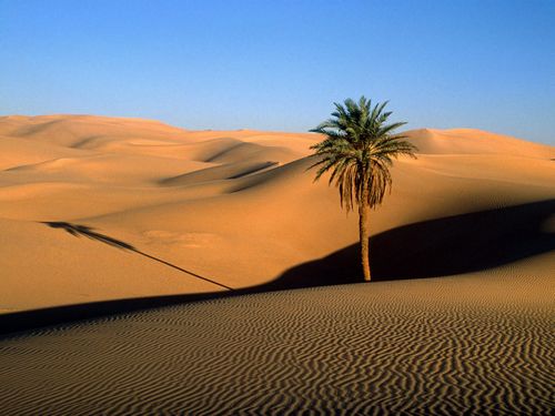Sand and Deserts Vinyl Wall Graphics 15