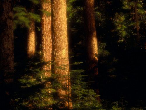 Forest and Trees Vinyl Wall Decals 072