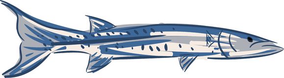 barracuda color fish sticker