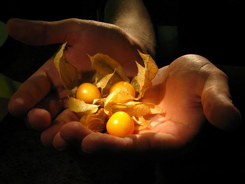 Close Up Photography Vinyl Graphics 10