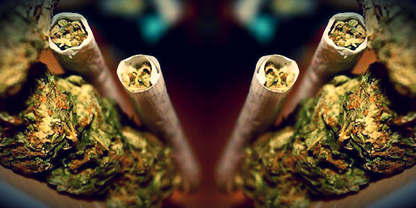 colorado weed elite daily sticker