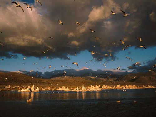 Bird Vinyl Wall Graphics 13