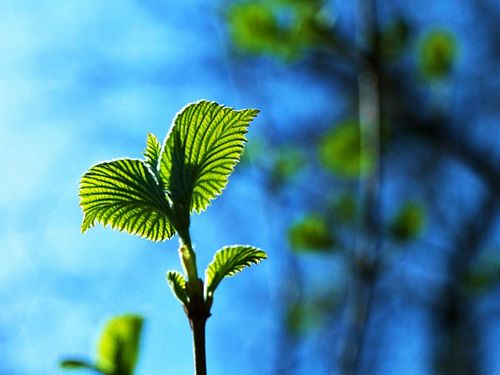 Spring TIme Vinyl Wall Decals 10