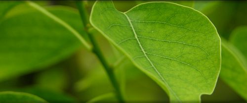 Spring TIme Vinyl Wall Decals 54