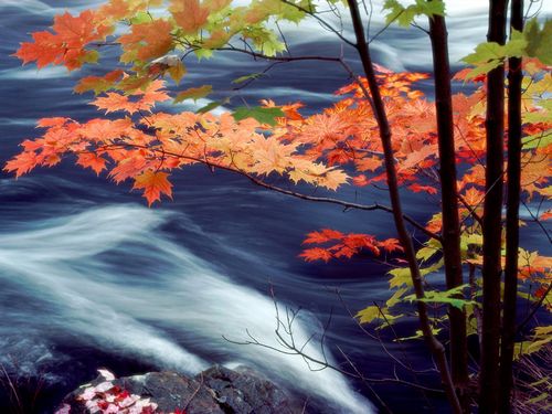 Fall Colors Adhesive Wall Graphics 50