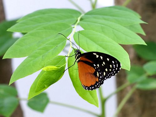 Butterflies and Bugs Wall Decals 36