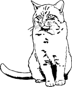 Cat Decals 06