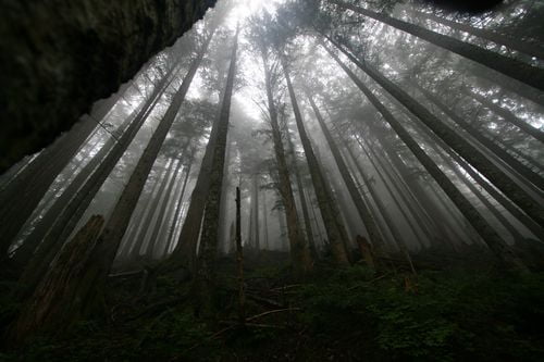 Forest and Trees Vinyl Wall Decals 050