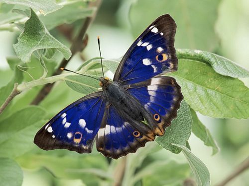 Butterflies and Bugs Wall Decals 25