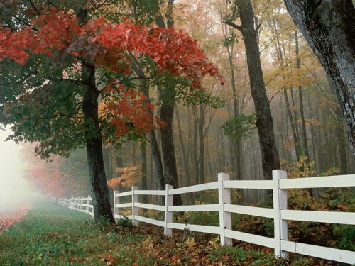 Fall Colors Adhesive Wall Graphics 21
