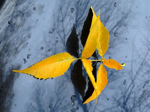 Close Up Photography Vinyl Graphics 12