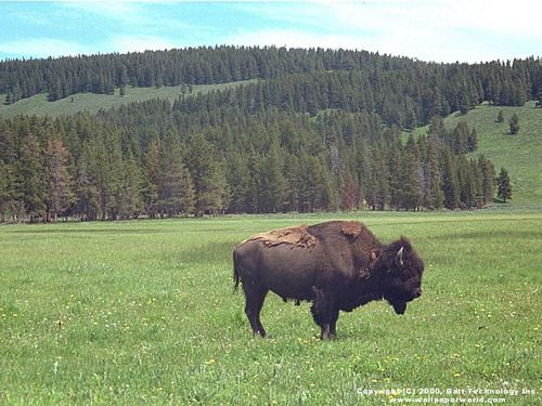 Bird Vinyl Wall Graphics 57