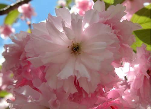 Flowers and Plants Vinyl Wall Art 044